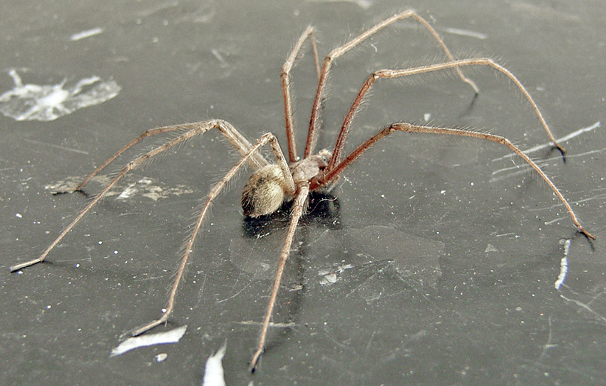 Maschio di Tegenaria parietina - Badalucco (IM)